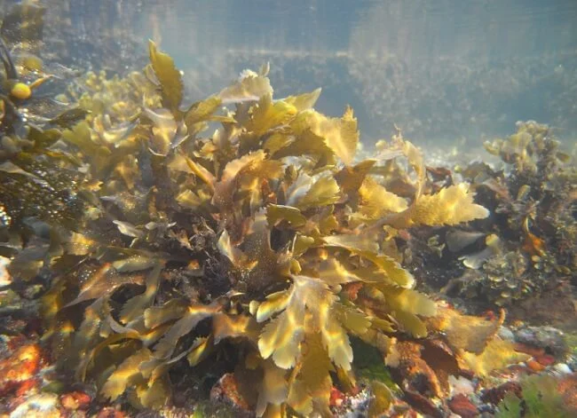 Fucoidan trong tảo nâu bảo vệ chúng khỏi những “bão tố” của biển cả