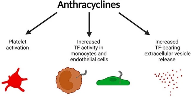 Anthracycline - kháng sinh chống khối u